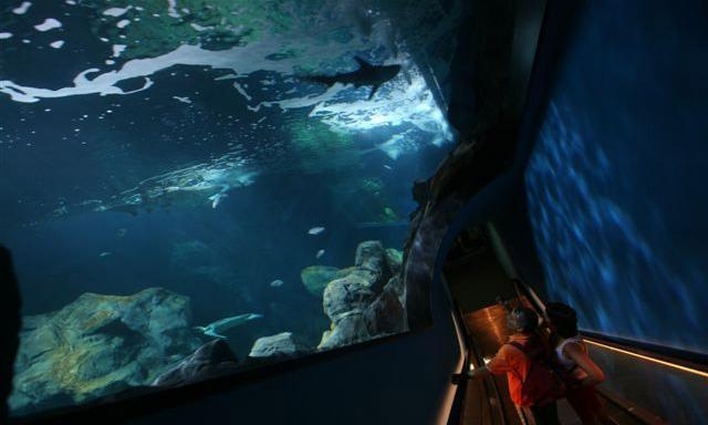  参观水族馆 